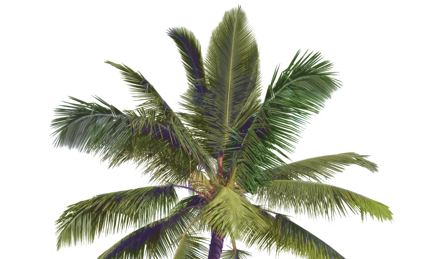 palma de ixtapa zihuatanejo